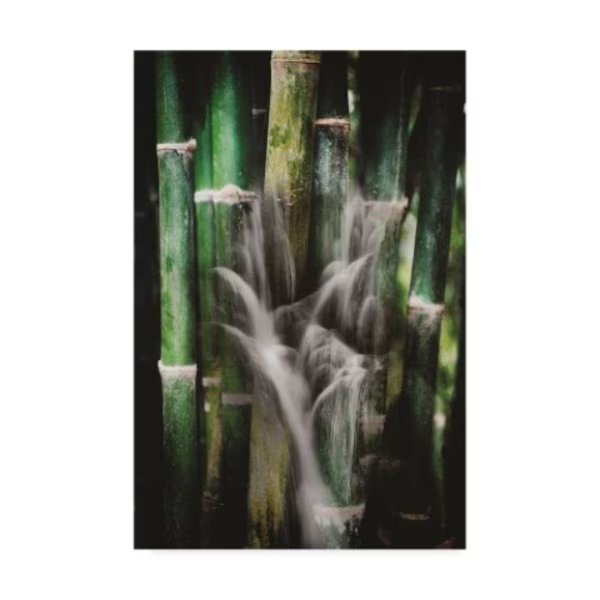 Philippe Sainte-Laudy 'Wet Bamboos' Canvas Art, 22x32, Trademark Fine Art, Mfr#: PSL01288-C2232GG